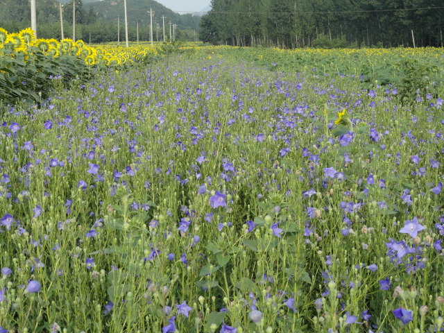 1462f7ee-3741-4909-bd02-a1d83c6db089.jpg 陈楼生态园.jpg