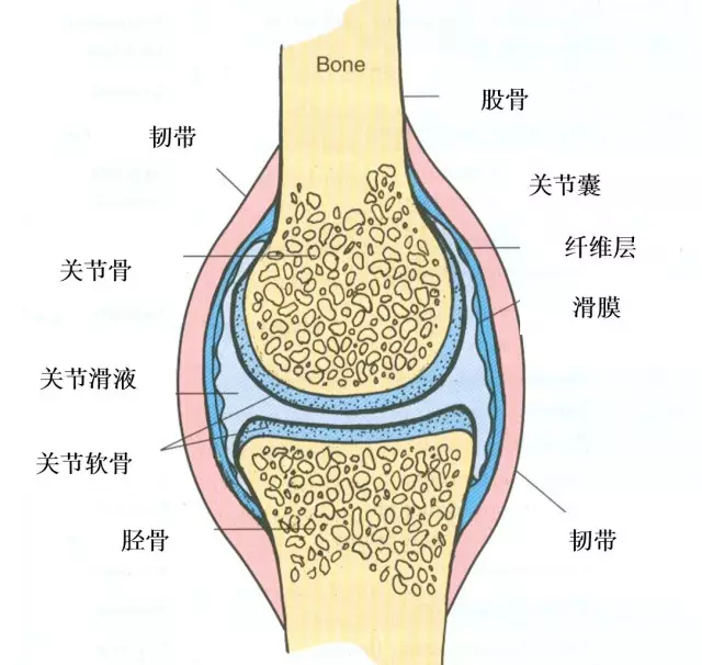 滑膜的主要作用是合成一些能够保护关节软骨的物质,为关节内的结构