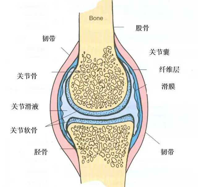 可能是膝关节滑膜炎.