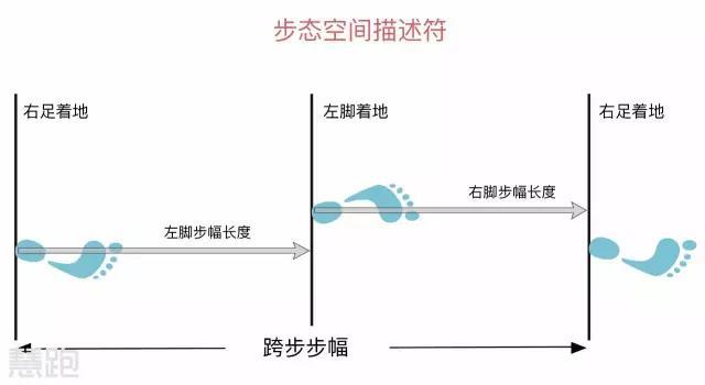 这是该跑者以较快频跑步测量出的数据: 步频=182步/分